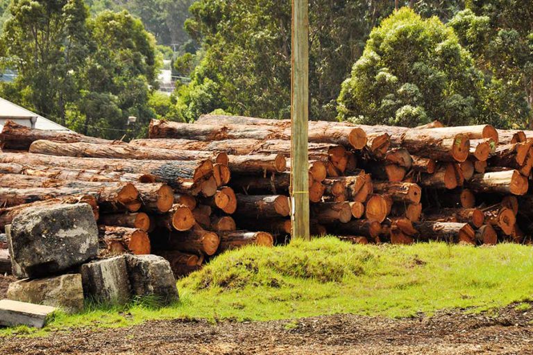 Visiting Pemberton in Western Australia Snowys Blog